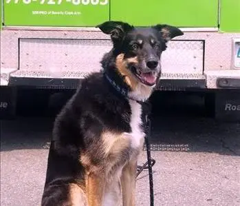 Nellie Lagrassa, Shop Dog, team member at SERVPRO of Beverly / Gloucester