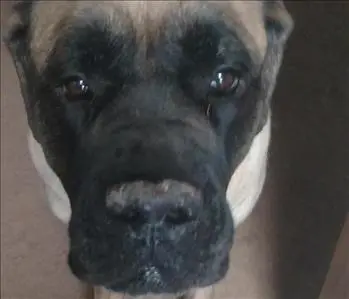 Lola , team member at SERVPRO of Wexford / West Hills