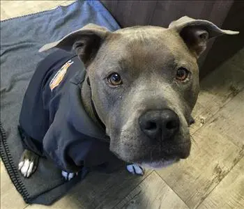 Scooter, team member at SERVPRO of La Mesa & Lemon Grove