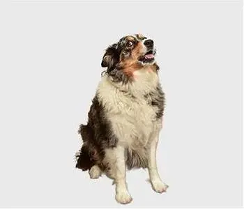 Loki Zoz- Snack Manager, team member at SERVPRO of West Pasco