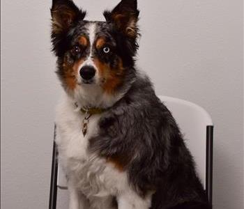 Loki Zoz- Snack Manager, team member at SERVPRO of Wesley Chapel