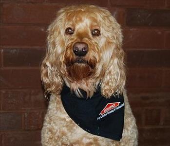 Ike, Deputy in Charge of Food Inspection & Crumb Patrol, team member at SERVPRO of Lincoln, Southern, and Northeast Gaston Counties