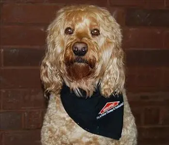 Ike, Deputy in Charge of Food Inspection & Crumb Patrol, team member at SERVPRO of Lincoln, Southern, and Northeast Gaston Counties