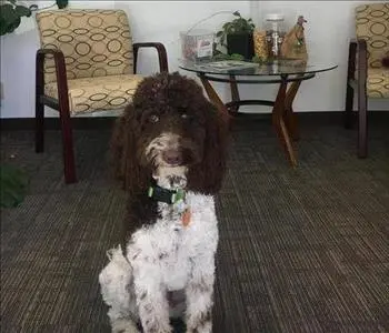 Emma , team member at SERVPRO of Northwest Albuquerque