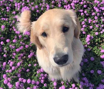 BUTTERCUP, team member at SERVPRO of Clovis, Fresno Northeast, Shaver Lake