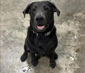 Yogi "Sweet Angel Baby" Hawkins, team member at SERVPRO of Piatt / DeWitt Counties