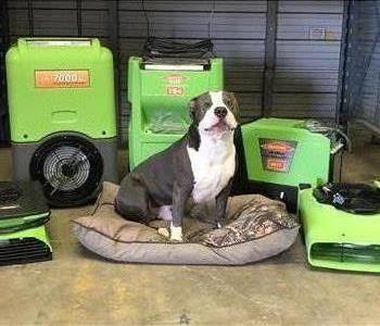 Wyatt, team member at SERVPRO of East San Antonio