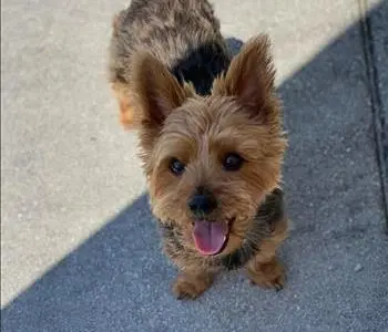 Oakley Finn - Morale Manager, team member at SERVPRO of Carteret & East Onslow Counties