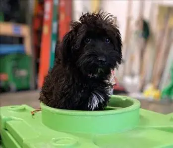 Sugar, team member at SERVPRO of Allegan / Barry County and SERVPRO of Southern Holland & Van Buren County