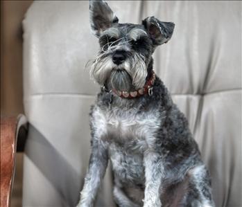 Luna , team member at SERVPRO of North Riverside City