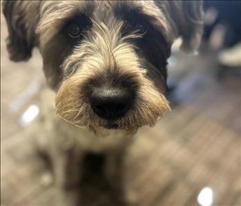 Roscoe, team member at SERVPRO of Port Huron