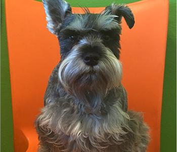 Luna, team member at SERVPRO of Big Bear / Lake Arrowhead / NE Rancho Cucamonga