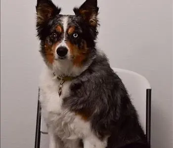 Loki Zoz- Snack Manager, team member at SERVPRO of West Tampa