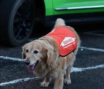 Sparky - Assistant General Manager, team member at SERVPRO of Northeast Tucson and SERVPRO of Oro Valley / Marana East