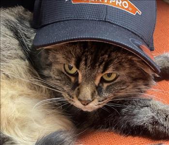 Salsa Kitty, team member at SERVPRO of West Clinton Township
