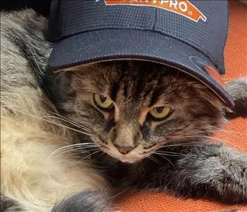 Salsa Kitty, team member at SERVPRO of West Clinton Township