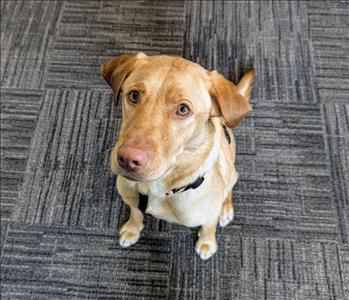 Hazel Rand, team member at SERVPRO of Muskegon