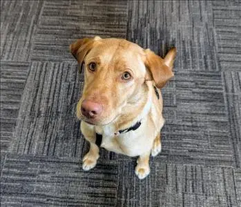 Hazel Rand, team member at SERVPRO of Muskegon