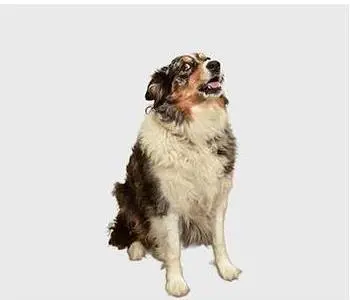 Loki Zoz- Snack Manager , team member at SERVPRO of South Tampa, Channelside