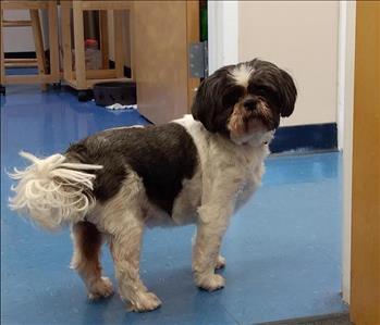 Bella, team member at SERVPRO of Virginia Beach, Oceana, Dam Neck and Green Run