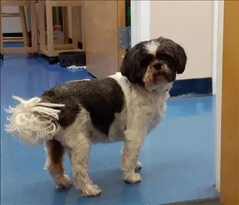 Bella, team member at SERVPRO of Virginia Beach, Oceana, Dam Neck and Green Run