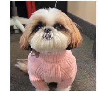 Lilly, team member at SERVPRO of Brighton, Howell, Highland, White Lake, Commerce, Novi, Bloomfield