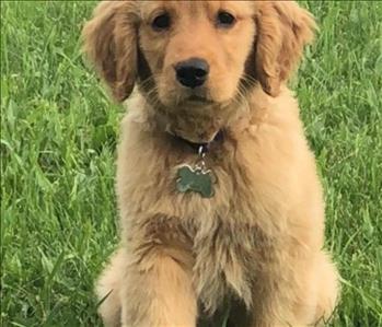 Howie, team member at SERVPRO of Brighton, Howell, Highland, White Lake, Commerce, Novi, Bloomfield