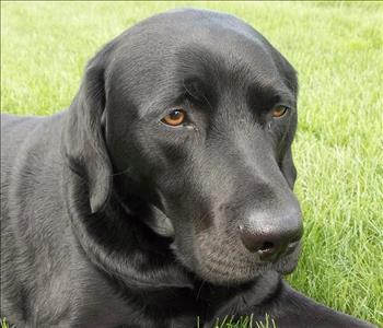 Kennedy, team member at SERVPRO of Brighton, Howell, Highland, White Lake, Commerce, Novi, Bloomfield