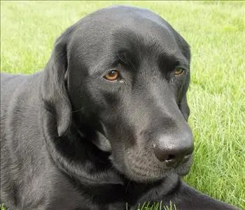 Kennedy, team member at SERVPRO of Brighton, Howell, Highland, White Lake, Commerce, Novi, Bloomfield