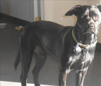 Batman, team member at SERVPRO of Wilson / Nashville