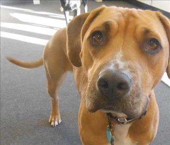 Shadow, team member at SERVPRO of Wilson / Nashville