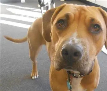 Shadow, team member at SERVPRO of Wilson / Nashville