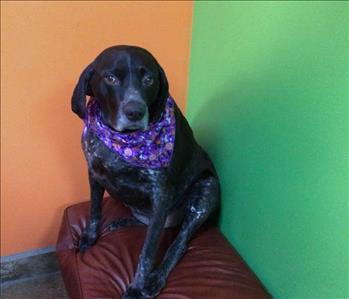 Beauty, team member at SERVPRO of Grosse Pointe