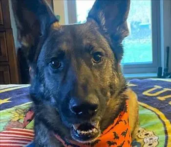 Veteran, team member at SERVPRO of Grosse Pointe