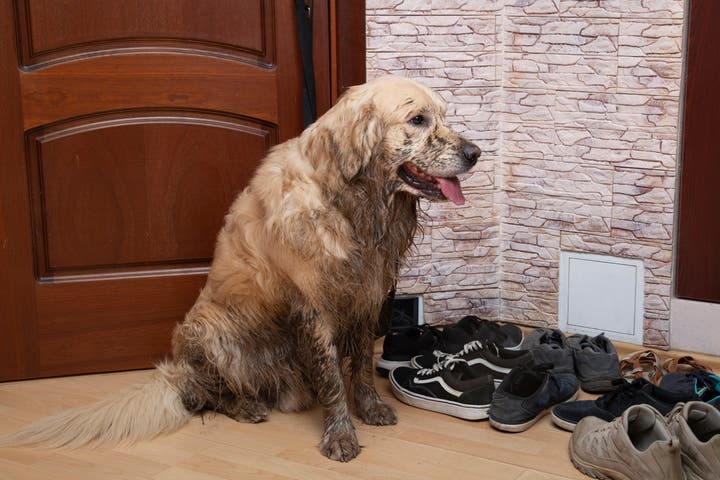 Kathleen  residential odor cleaning services