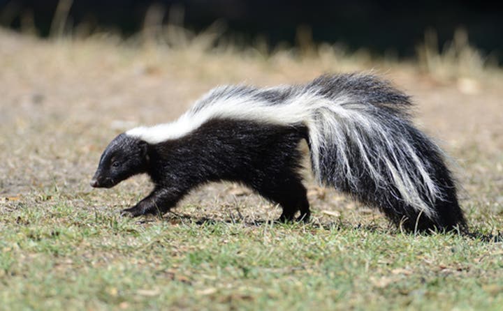 How to Get Rid of Skunk Smell